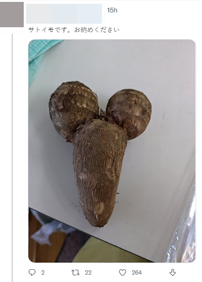 ไวรัลมะเขือม่วงญี่ปุ่น ไวรัลมะเขือม่วงญี่ปุ่น