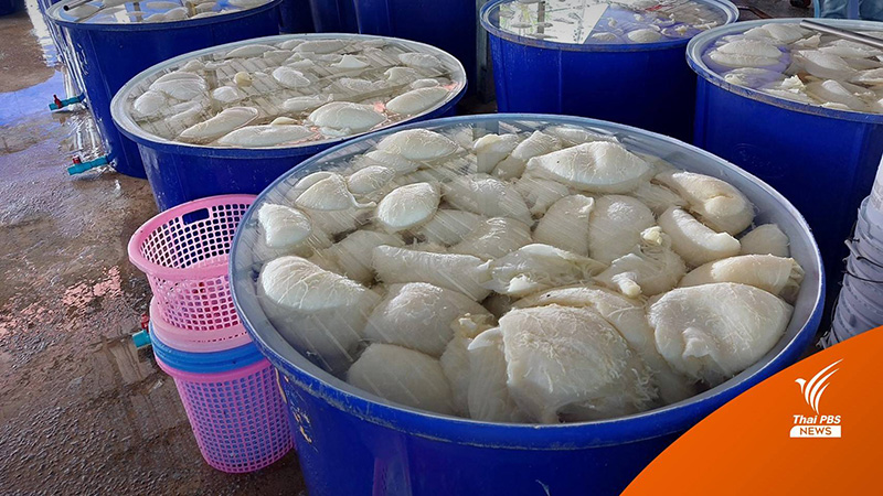 หมูแช่ฟอร์มาลีนส่งขายร้านหมูกระทะ หมูแช่ฟอร์มาลีนส่งขายร้านหมูกระทะ