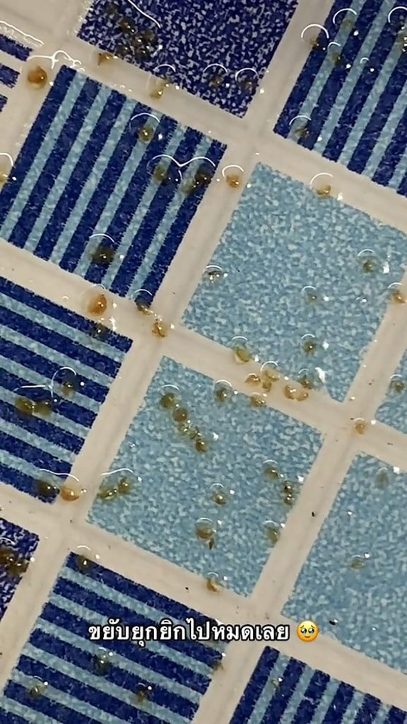 คลิปไวรัลสัตว์ปริศนาน่าขนลุก คลิปไวรัลสัตว์ปริศนาน่าขนลุก