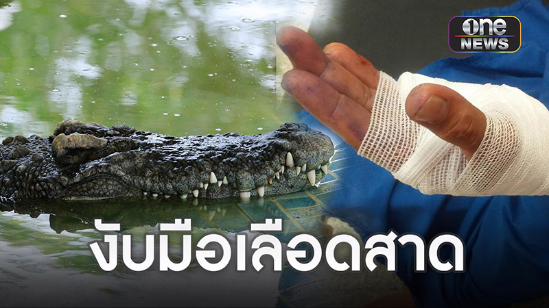 ครูฝึกจระเข้บึงบอระเพ็ด ถูกงับมือเลือดสาด ครูฝึกจระเข้บึงบอระเพ็ด ถูกงับมือเลือดสาด