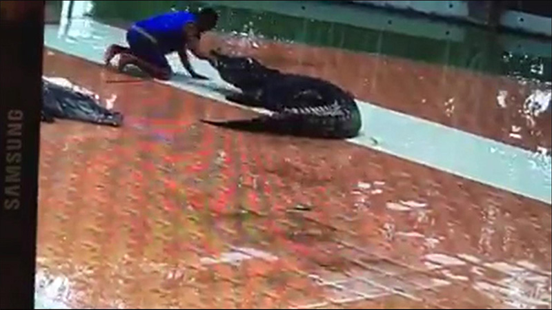 ครูฝึกจระเข้บึงบอระเพ็ด ถูกงับมือเลือดสาด ครูฝึกจระเข้บึงบอระเพ็ด ถูกงับมือเลือดสาด