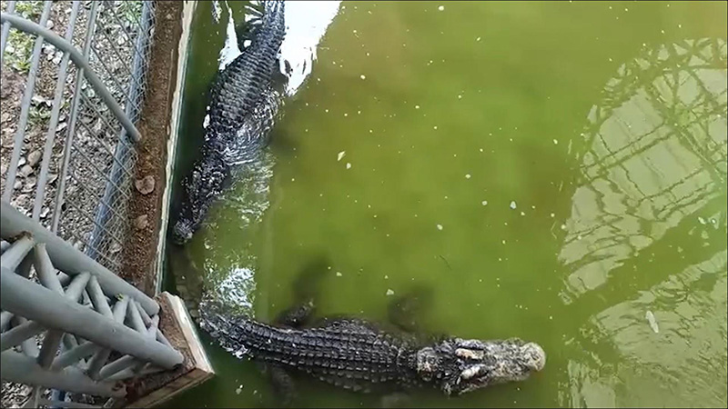 ครูฝึกจระเข้บึงบอระเพ็ด ถูกงับมือเลือดสาด ครูฝึกจระเข้บึงบอระเพ็ด ถูกงับมือเลือดสาด