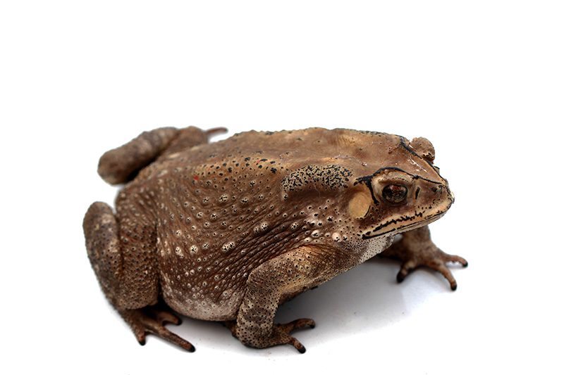 คางคก คางคก