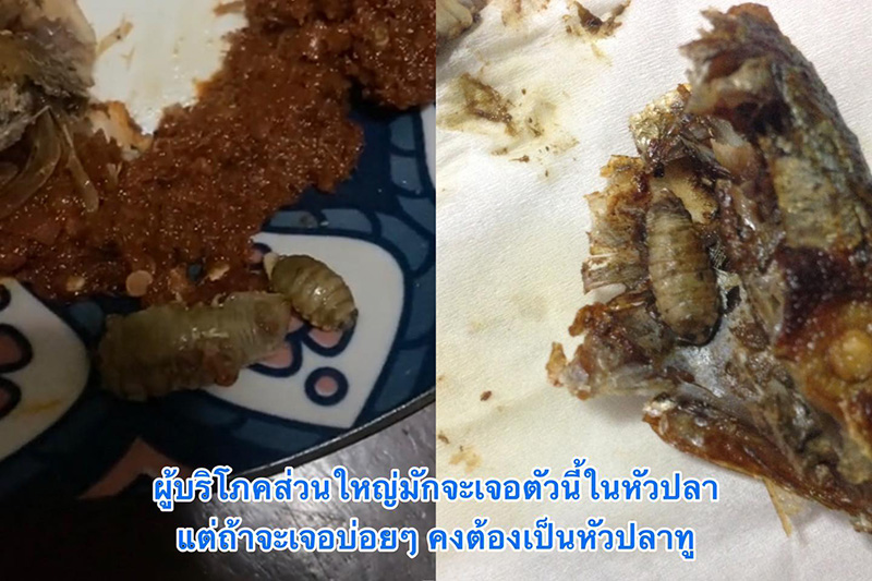 ตัวประหลาดในหัวปลาทู ตัวประหลาดในหัวปลาทู