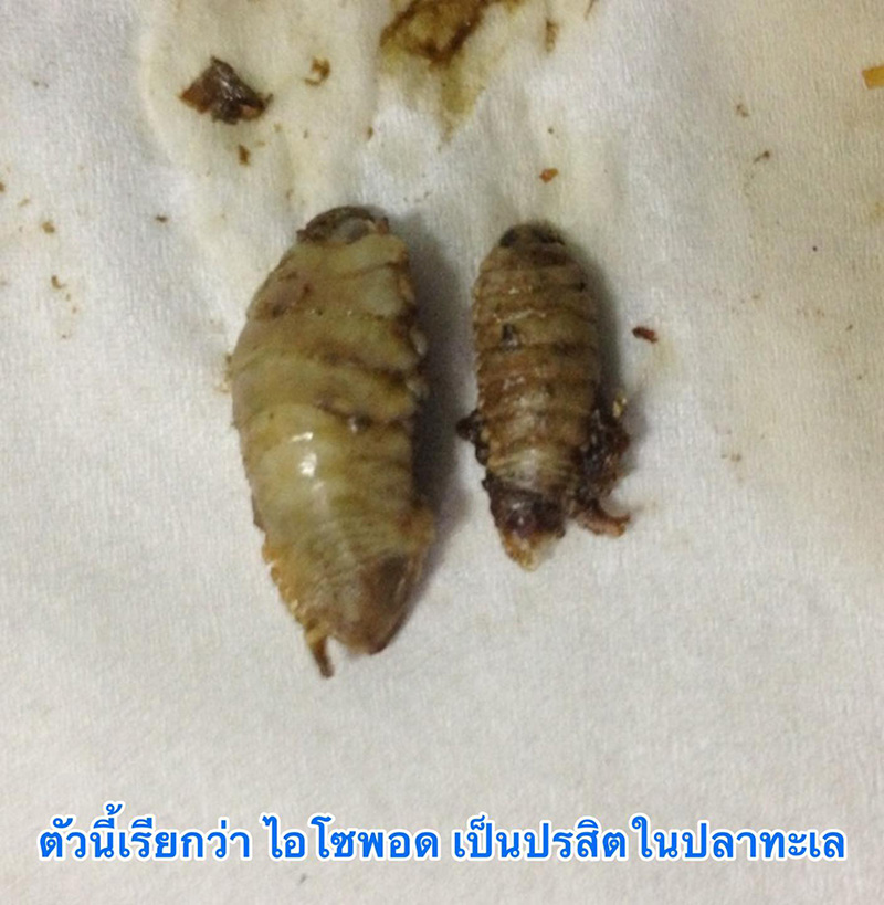 ตัวประหลาดในหัวปลาทู ตัวประหลาดในหัวปลาทู