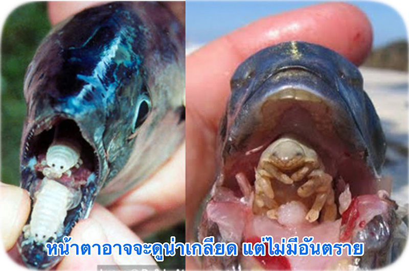 ตัวประหลาดในหัวปลาทู ตัวประหลาดในหัวปลาทู