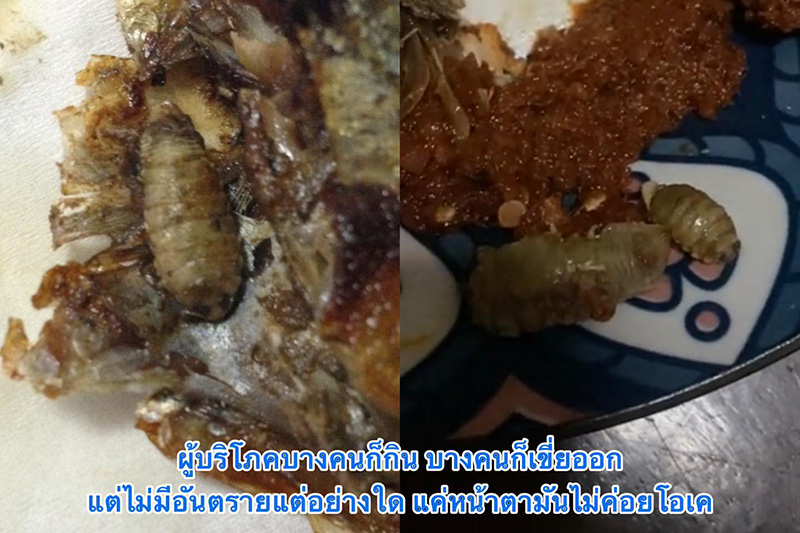 ตัวประหลาดในหัวปลาทู ตัวประหลาดในหัวปลาทู