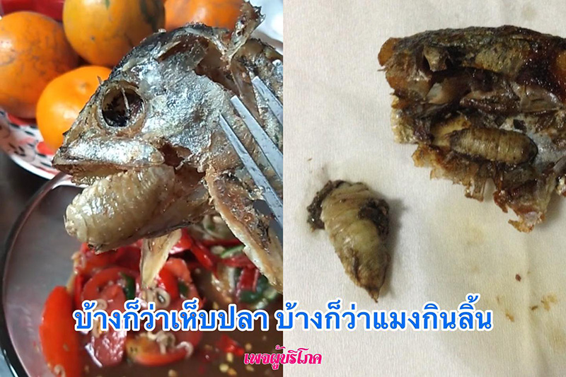 ตัวประหลาดในหัวปลาทู ตัวประหลาดในหัวปลาทู