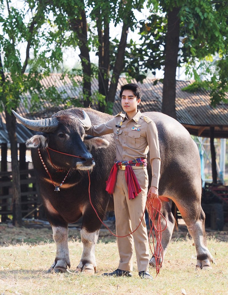 ปลัดจูงควาย หล่องานดี พีคสุดที่คอมเมนต์ ปลัดจูงควาย หล่องานดี พีคสุดที่คอมเมนต์