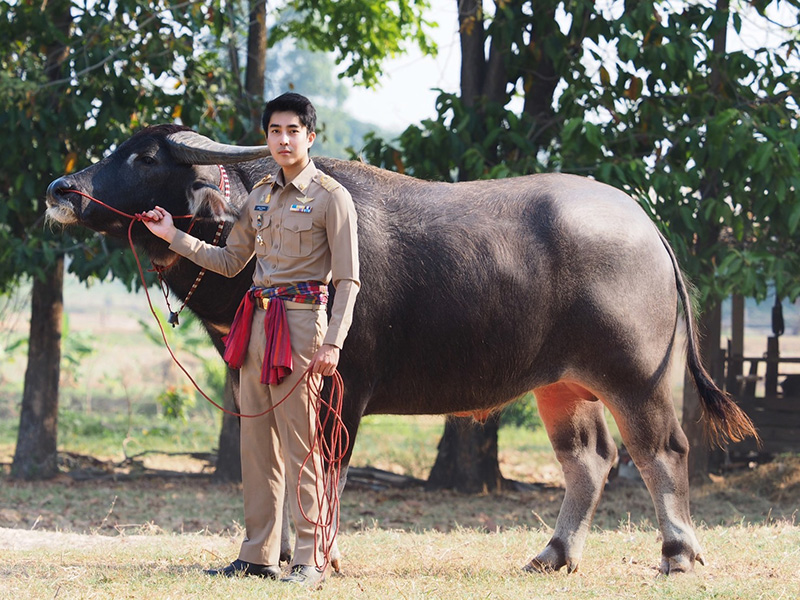ปลัดจูงควาย หล่องานดี พีคสุดที่คอมเมนต์ ปลัดจูงควาย หล่องานดี พีคสุดที่คอมเมนต์
