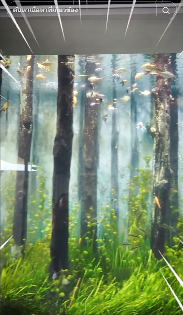 อลังการงานสร้าง ลูกอยากได้ตู้ปลา ระดับ คุณตัน ก็สร้างอควาเรียมไปเลย อลังการงานสร้าง ลูกอยากได้ตู้ปลา ระดับ คุณตัน ก็สร้างอควาเรียมไปเลย