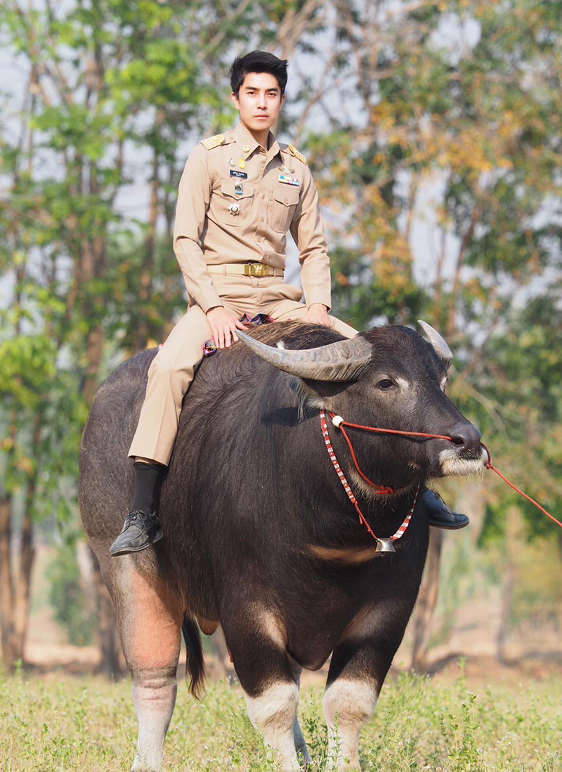 ปลัดจูงควาย หล่องานดี พีคสุดที่คอมเมนต์ ปลัดจูงควาย หล่องานดี พีคสุดที่คอมเมนต์