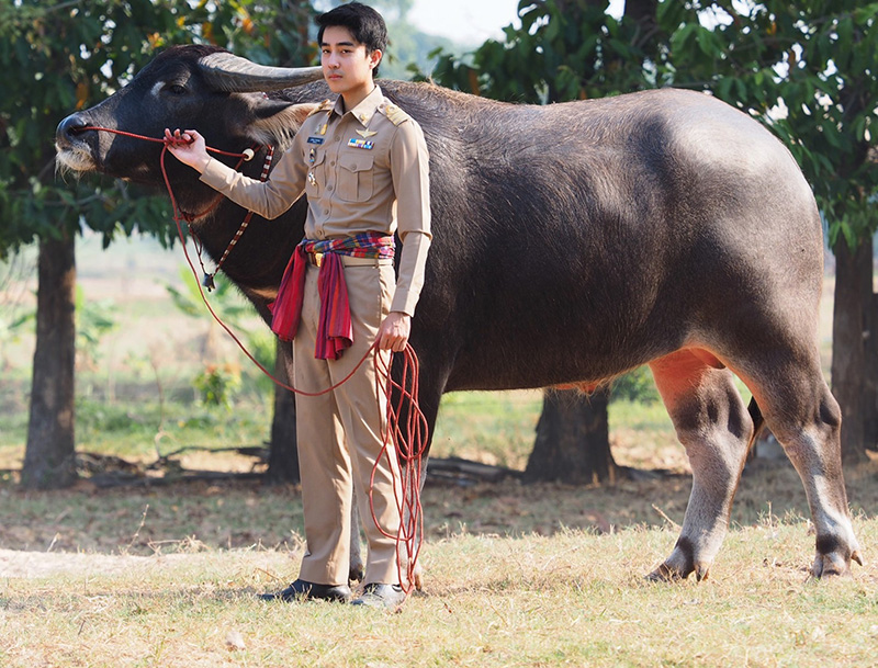 ปลัดจูงควาย หล่องานดี พีคสุดที่คอมเมนต์ ปลัดจูงควาย หล่องานดี พีคสุดที่คอมเมนต์