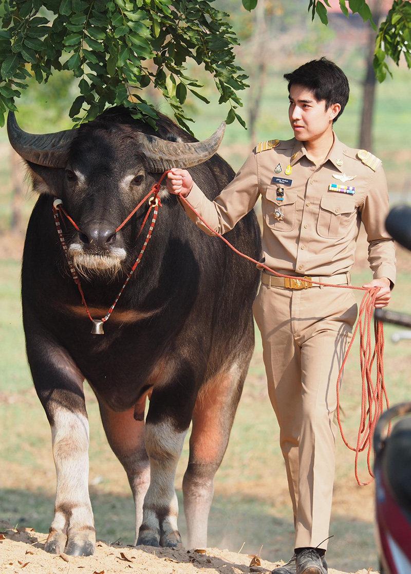 ปลัดจูงควาย หล่องานดี พีคสุดที่คอมเมนต์ ปลัดจูงควาย หล่องานดี พีคสุดที่คอมเมนต์