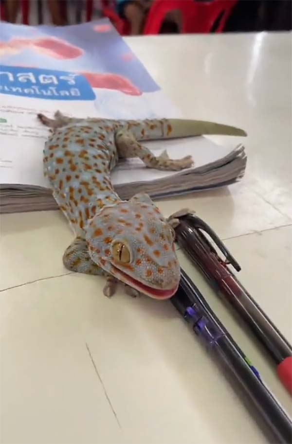 ครูสาวสุดแกร่ง โชว์สกิลจับตุ๊กแกมือเปล่าแบบสุดชิล แต่นักเรียนแทบช็อก ครูสาวสุดแกร่ง โชว์สกิลจับตุ๊กแกมือเปล่าแบบสุดชิล แต่นักเรียนแทบช็อก