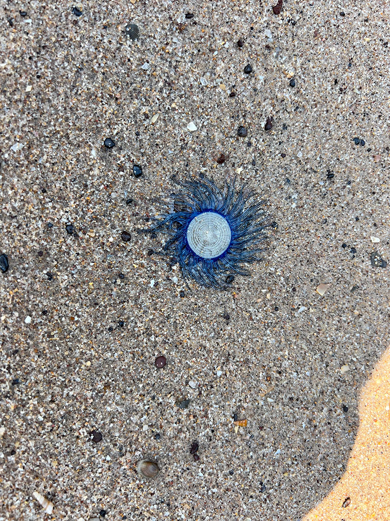 สัตว์ปริศนา สัตว์ปริศนา