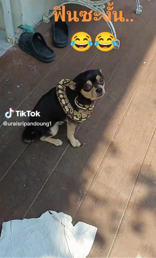 เจ้าของใจตกตาตุ่ม เห็ดเผาะ พาเพื่อนใหม่มาหา เจ้าของใจตกตาตุ่ม เห็ดเผาะ พาเพื่อนใหม่มาหา