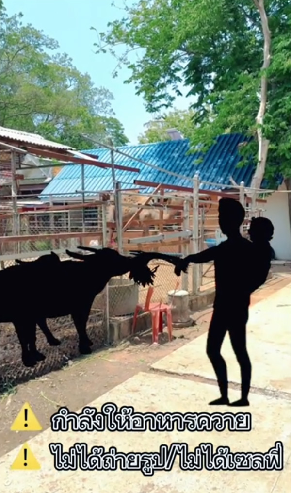 พาลูกเที่ยวสวนสัตว์ให้อาหารควายอยู่ดี เสียงดังกรุบ โดนอูฐงับหูแหว่ง พาลูกเที่ยวสวนสัตว์ให้อาหารควายอยู่ดี เสียงดังกรุบ โดนอูฐงับหูแหว่ง