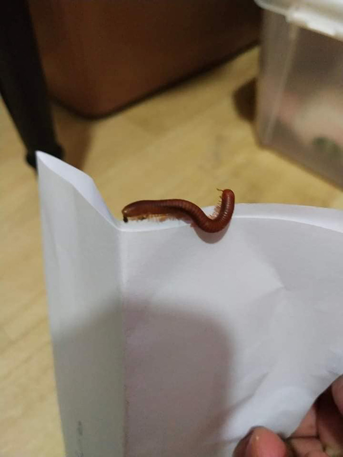 โดนพิษกิ้งกือที่นิ้วเท้า แผลใหญ่มาก น้องไม่กัด แต่พิษร้ายไม่เบา โดนพิษกิ้งกือที่นิ้วเท้า แผลใหญ่มาก น้องไม่กัด แต่พิษร้ายไม่เบา