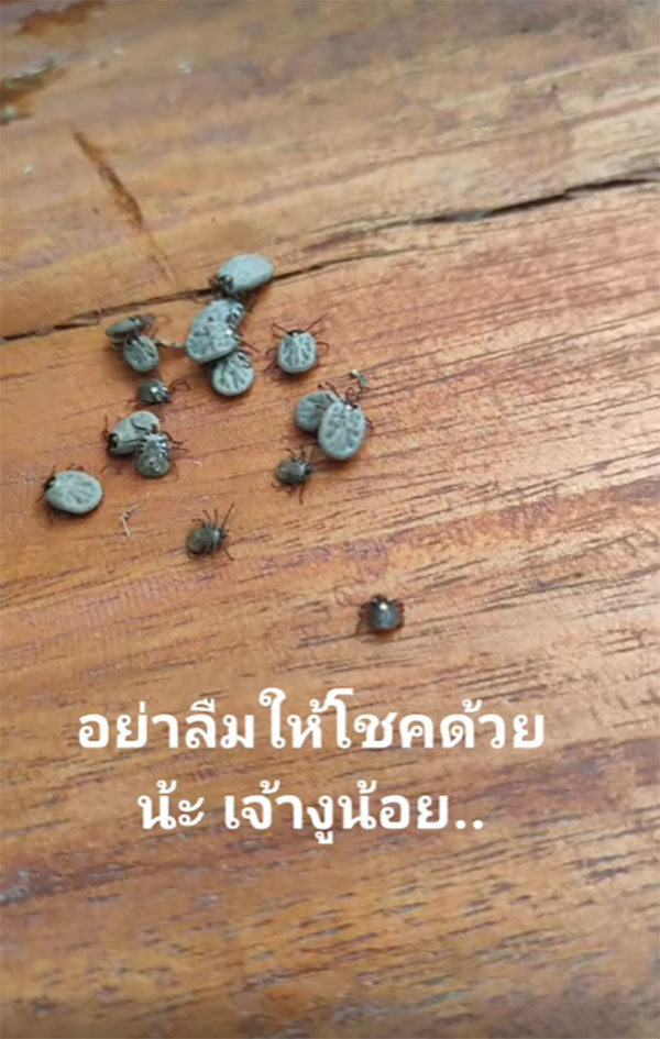 งูเลื้อยโดนเห็บดูดเลือด เจ้าของบ้านใจดีช่วยแกะให้ คอหวยแห่ขอเลขเด็ด งูเลื้อยโดนเห็บดูดเลือด เจ้าของบ้านใจดีช่วยแกะให้ คอหวยแห่ขอเลขเด็ด