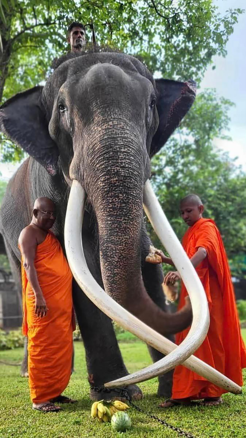 อดีตเจ้าของเผยเหตุ พลายศักดิ์สุรินทร์ มีบาดแผล ถูกทรมาน 22 ปี จริงหรือ อดีตเจ้าของเผยเหตุ พลายศักดิ์สุรินทร์ มีบาดแผล ถูกทรมาน 22 ปี จริงหรือ