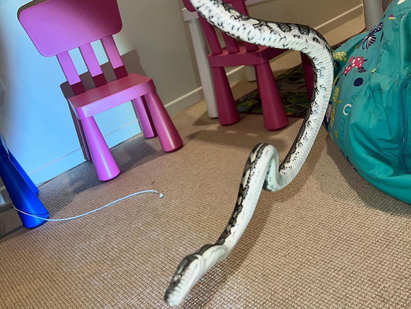 เด็ก 8 ขวบสุดผวา ตื่นมาเจองูรัด กัดที่มือ เด็ก 8 ขวบสุดผวา ตื่นมาเจองูรัด กัดที่มือ