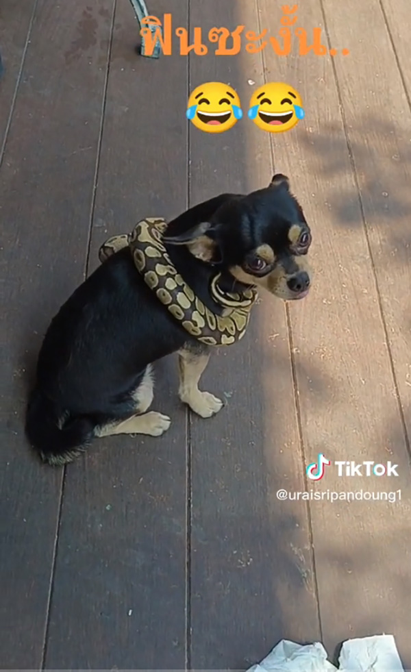 เจ้าของใจตกตาตุ่ม เห็ดเผาะ พาเพื่อนใหม่มาหา เจ้าของใจตกตาตุ่ม เห็ดเผาะ พาเพื่อนใหม่มาหา