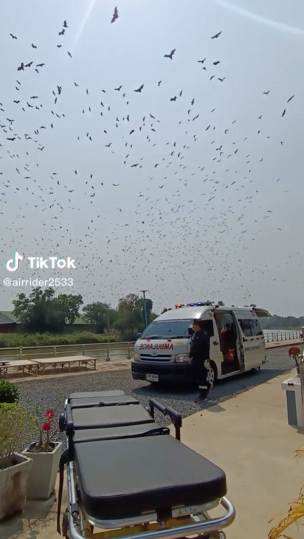 กู้ภัยอึ้ง ค้างคาวบินว่อนตอนไปรับผู้ป่วยที่บ้าน กู้ภัยอึ้ง ค้างคาวบินว่อนตอนไปรับผู้ป่วยที่บ้าน