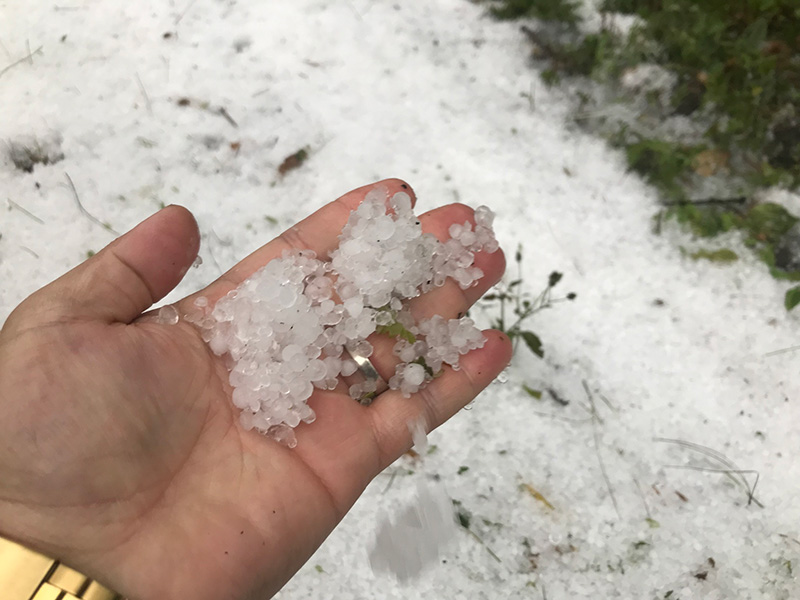 เปิดภาพลูกเห็บตกดอยอ่างขาง เปิดภาพลูกเห็บตกดอยอ่างขาง