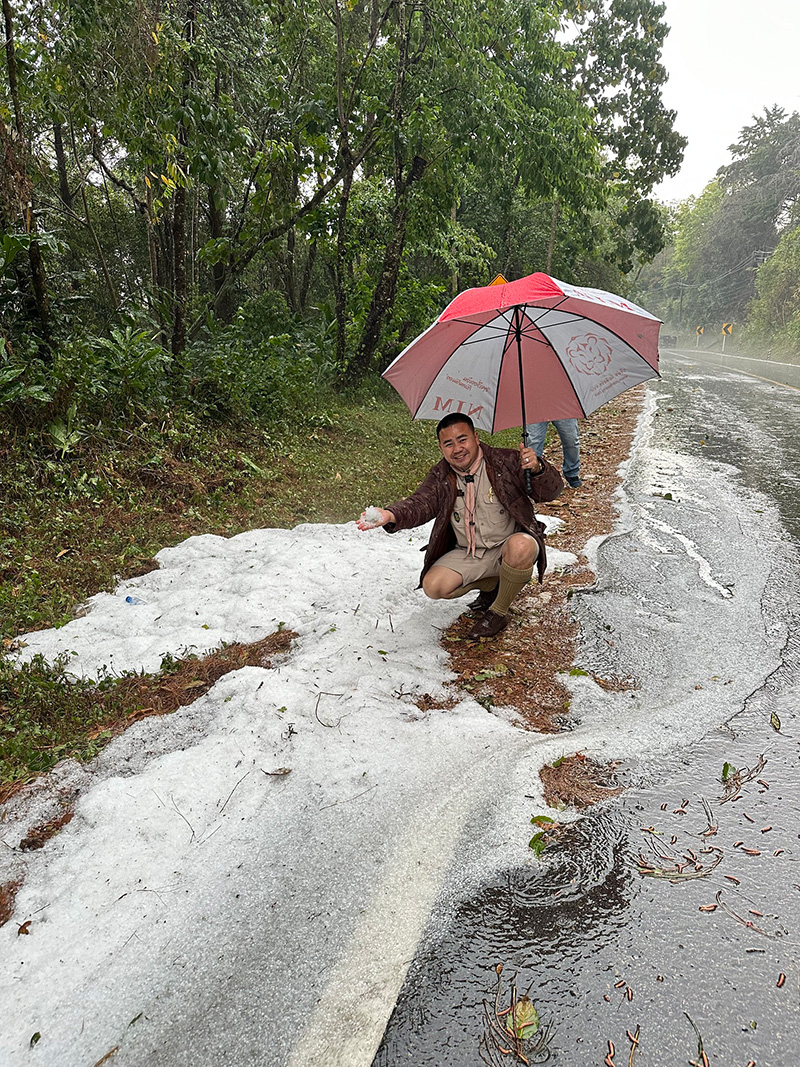 เปิดภาพลูกเห็บตกดอยอ่างขาง เปิดภาพลูกเห็บตกดอยอ่างขาง