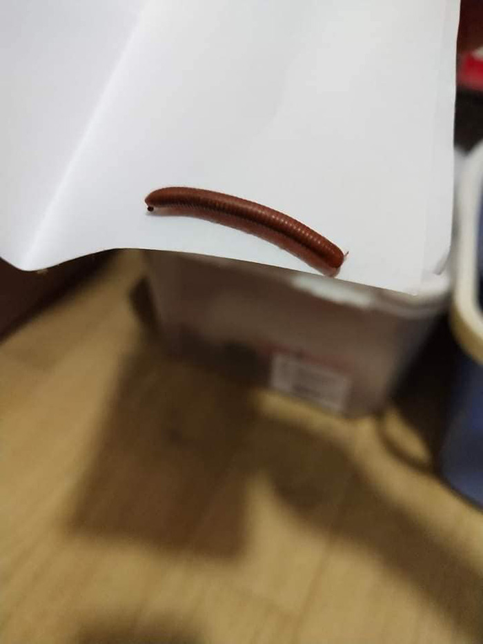 โดนพิษกิ้งกือที่นิ้วเท้า แผลใหญ่มาก น้องไม่กัด แต่พิษร้ายไม่เบา โดนพิษกิ้งกือที่นิ้วเท้า แผลใหญ่มาก น้องไม่กัด แต่พิษร้ายไม่เบา