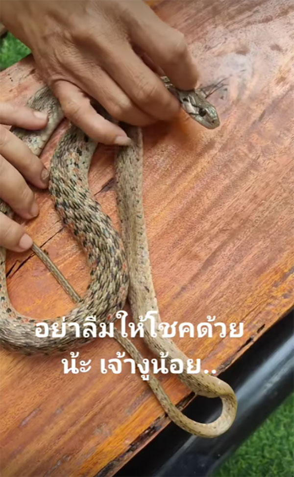 งูเลื้อยโดนเห็บดูดเลือด เจ้าของบ้านใจดีช่วยแกะให้ คอหวยแห่ขอเลขเด็ด งูเลื้อยโดนเห็บดูดเลือด เจ้าของบ้านใจดีช่วยแกะให้ คอหวยแห่ขอเลขเด็ด