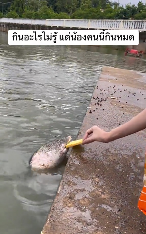 ให้อาหารปลา เจอตัวปริศนาหัวโต โผล่งับขนมปัง ให้อาหารปลา เจอตัวปริศนาหัวโต โผล่งับขนมปัง