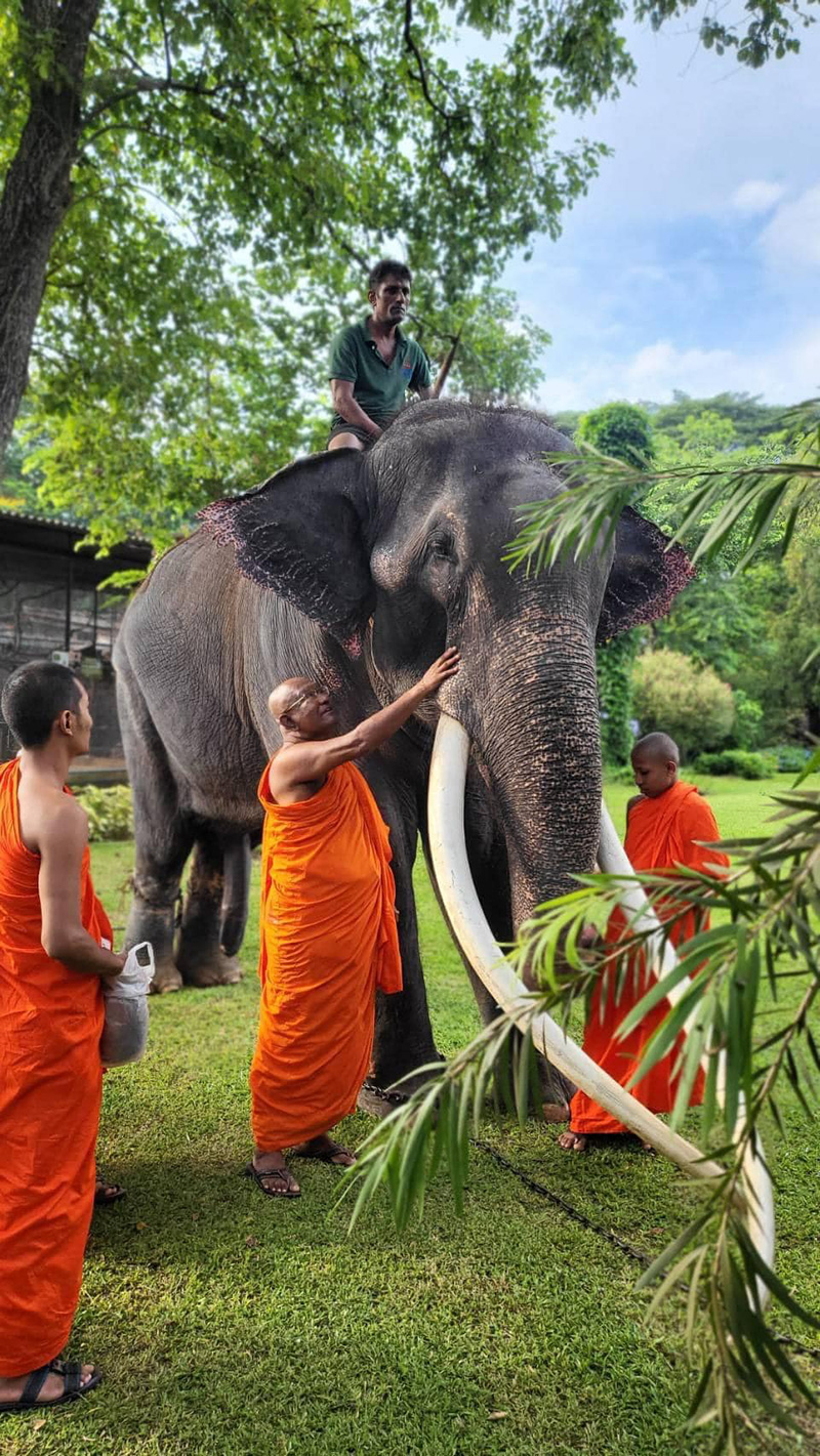 อดีตเจ้าของเผยเหตุ พลายศักดิ์สุรินทร์ มีบาดแผล ถูกทรมาน 22 ปี จริงหรือ อดีตเจ้าของเผยเหตุ พลายศักดิ์สุรินทร์ มีบาดแผล ถูกทรมาน 22 ปี จริงหรือ