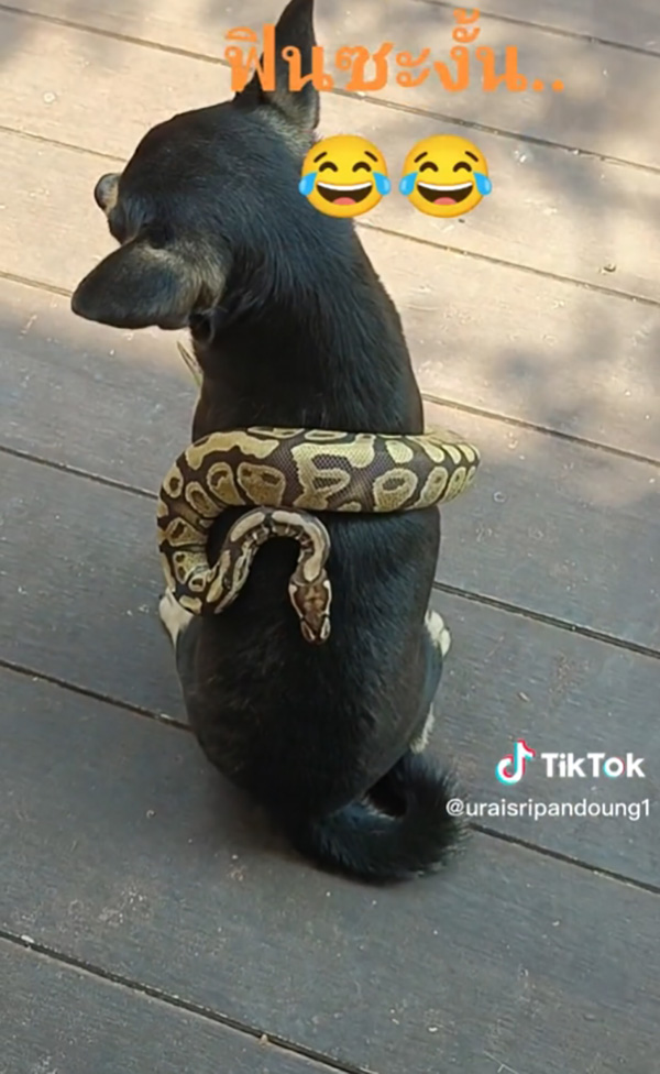 เจ้าของใจตกตาตุ่ม เห็ดเผาะ พาเพื่อนใหม่มาหา เจ้าของใจตกตาตุ่ม เห็ดเผาะ พาเพื่อนใหม่มาหา