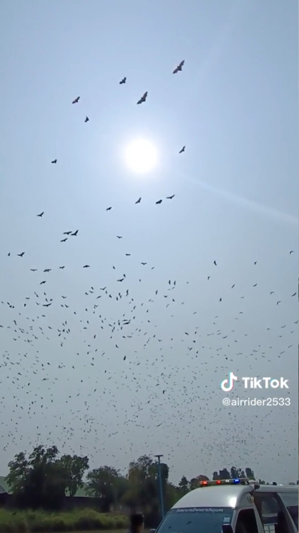 กู้ภัยอึ้ง ค้างคาวบินว่อนตอนไปรับผู้ป่วยที่บ้าน กู้ภัยอึ้ง ค้างคาวบินว่อนตอนไปรับผู้ป่วยที่บ้าน