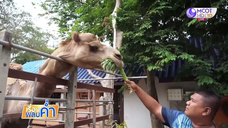 พาลูกเที่ยวสวนสัตว์ให้อาหารควายอยู่ดี เสียงดังกรุบ โดนอูฐงับหูแหว่ง พาลูกเที่ยวสวนสัตว์ให้อาหารควายอยู่ดี เสียงดังกรุบ โดนอูฐงับหูแหว่ง