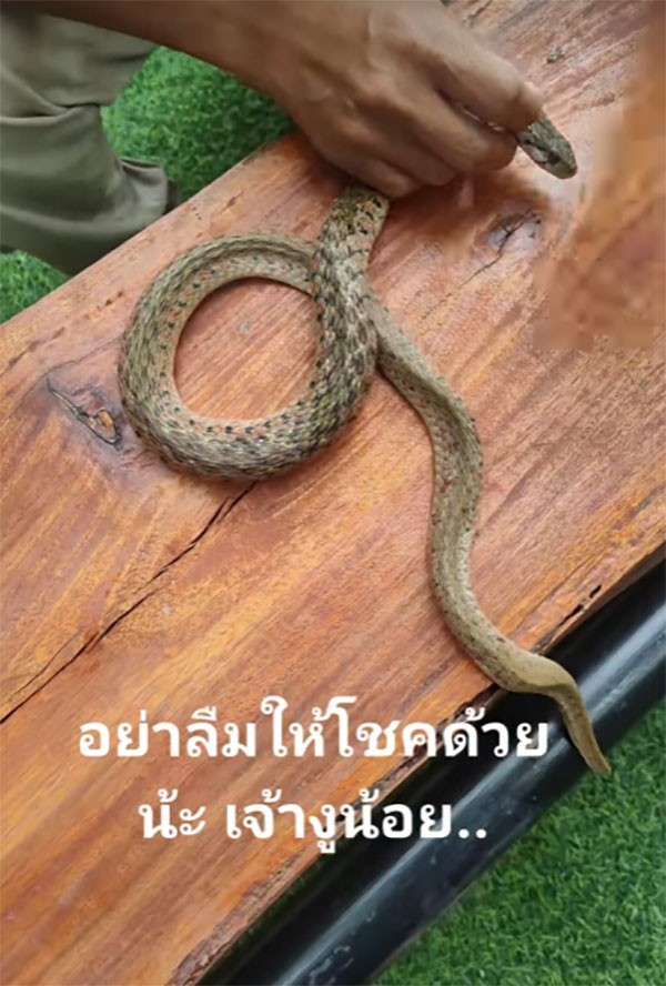 งูเลื้อยโดนเห็บดูดเลือด เจ้าของบ้านใจดีช่วยแกะให้ คอหวยแห่ขอเลขเด็ด งูเลื้อยโดนเห็บดูดเลือด เจ้าของบ้านใจดีช่วยแกะให้ คอหวยแห่ขอเลขเด็ด