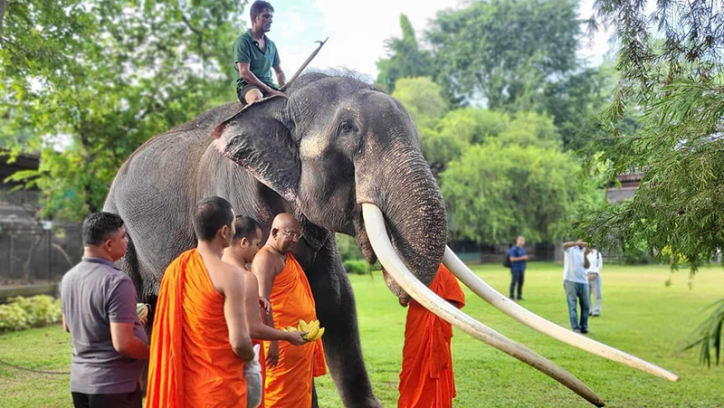 อดีตเจ้าของเผยเหตุ พลายศักดิ์สุรินทร์ มีบาดแผล ถูกทรมาน 22 ปี จริงหรือ อดีตเจ้าของเผยเหตุ พลายศักดิ์สุรินทร์ มีบาดแผล ถูกทรมาน 22 ปี จริงหรือ