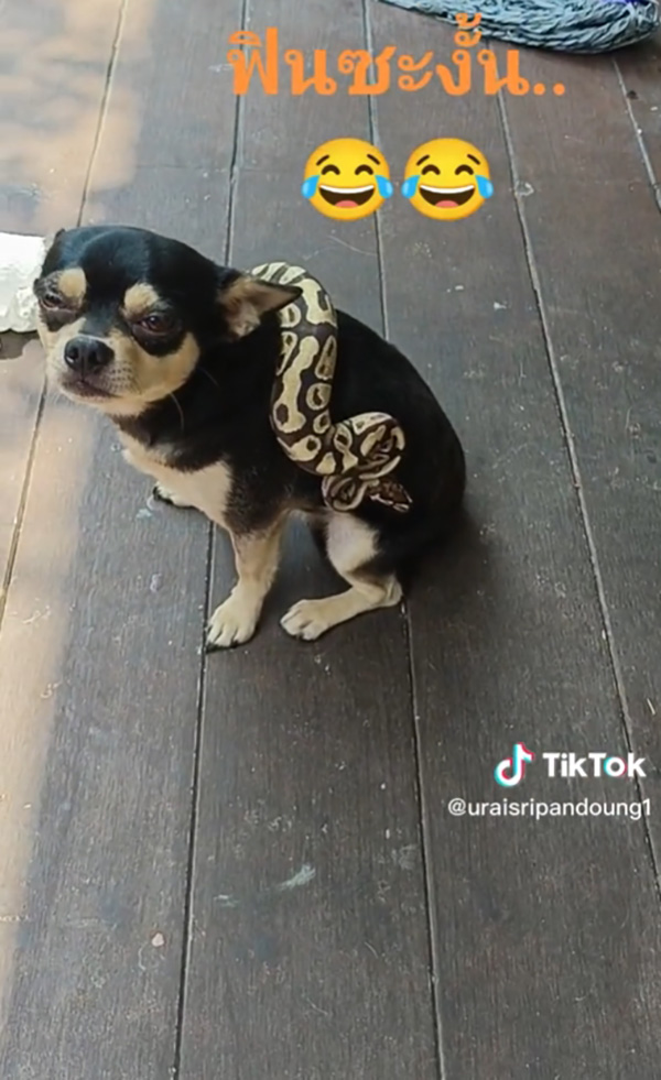 เจ้าของใจตกตาตุ่ม เห็ดเผาะ พาเพื่อนใหม่มาหา เจ้าของใจตกตาตุ่ม เห็ดเผาะ พาเพื่อนใหม่มาหา