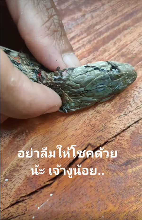 งูเลื้อยโดนเห็บดูดเลือด เจ้าของบ้านใจดีช่วยแกะให้ คอหวยแห่ขอเลขเด็ด งูเลื้อยโดนเห็บดูดเลือด เจ้าของบ้านใจดีช่วยแกะให้ คอหวยแห่ขอเลขเด็ด