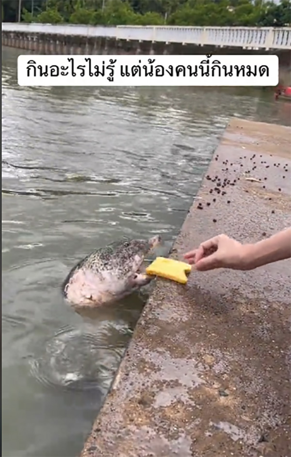 ให้อาหารปลา เจอตัวปริศนาหัวโต โผล่งับขนมปัง ให้อาหารปลา เจอตัวปริศนาหัวโต โผล่งับขนมปัง