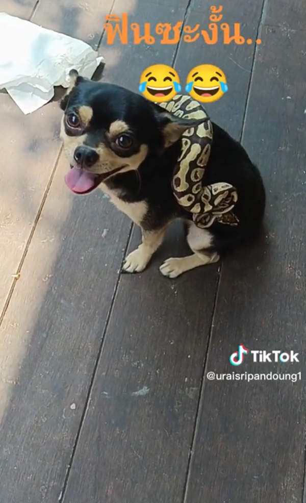 เจ้าของใจตกตาตุ่ม เห็ดเผาะ พาเพื่อนใหม่มาหา เจ้าของใจตกตาตุ่ม เห็ดเผาะ พาเพื่อนใหม่มาหา