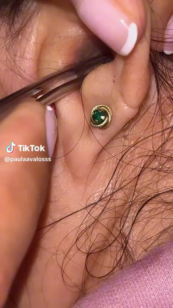 แมลงสาบ แมลงสาบ