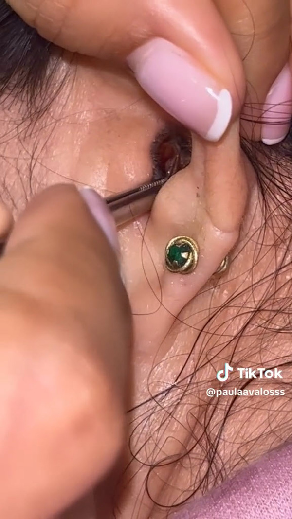 แมลงสาบ แมลงสาบ