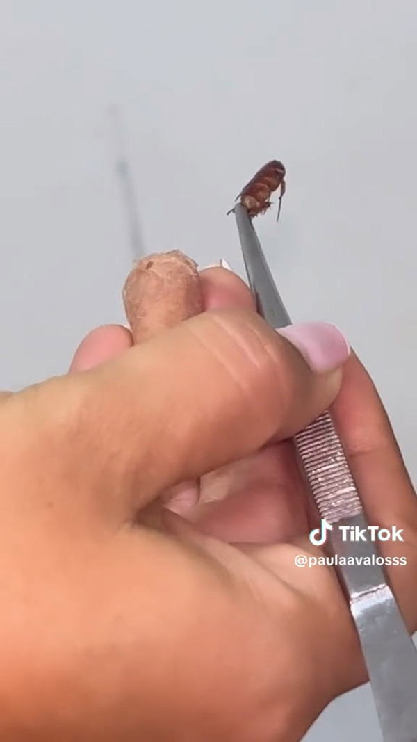 แมลงสาบ แมลงสาบ