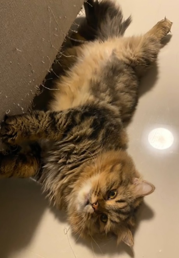 สาวเป็นแผลเต็มหน้า พ้อ รักผู้ชายฮาร์ดคอร์ผิดตรงไหน สาวเป็นแผลเต็มหน้า พ้อ รักผู้ชายฮาร์ดคอร์ผิดตรงไหน