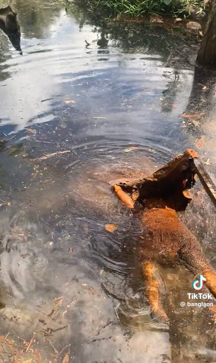 ขาเด็กปริศนาโผล่เหนือน้ำ ขาเด็กปริศนาโผล่เหนือน้ำ