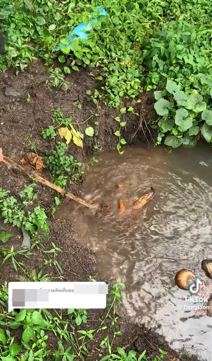 ขาเด็กปริศนาโผล่เหนือน้ำ ขาเด็กปริศนาโผล่เหนือน้ำ