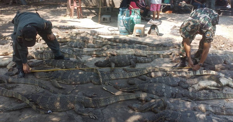 บุกจับแก๊งค้าสัตว์ป่า เจอตัวเงินตัวทองเกือบ 100 ตัว บุกจับแก๊งค้าสัตว์ป่า เจอตัวเงินตัวทองเกือบ 100 ตัว